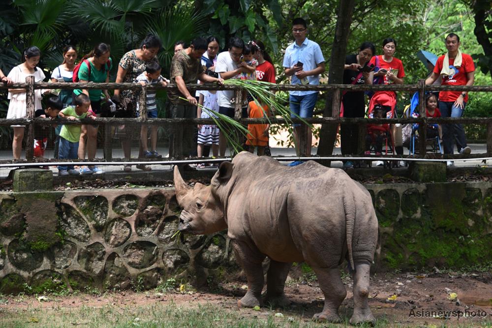 Rare rhinos begin journey from Nepal to China