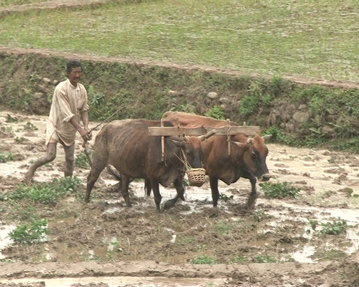 Nepali farmer ploughing a field with cattle